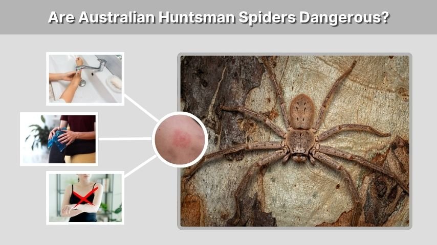 Are Australian Huntsman Spiders Dangerous?