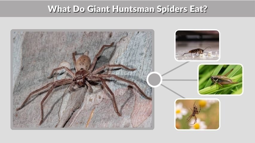 What Do Giant Huntsman Spiders Eat?