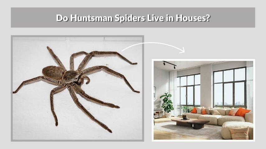 Do Huntsman Spiders Live in Houses?