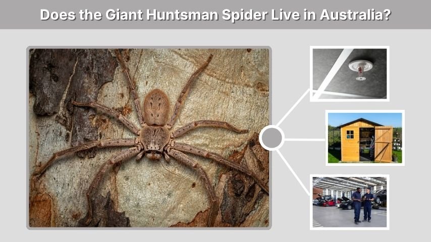 Does the Giant Huntsman Spider Live in Australia?