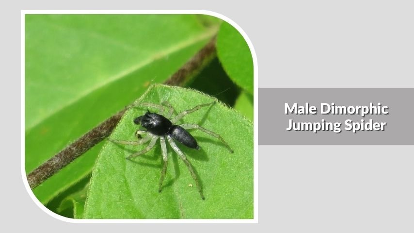 Male Dimorphic Jumping Spider