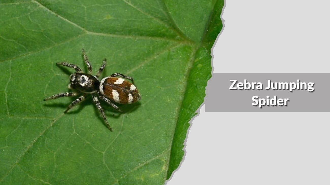 Zebra Jumping Spider