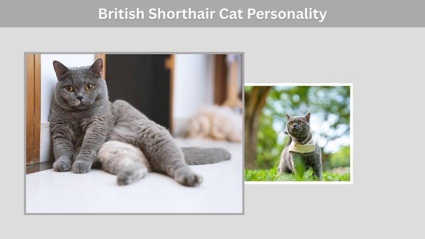 British Shorthair Cat Personality