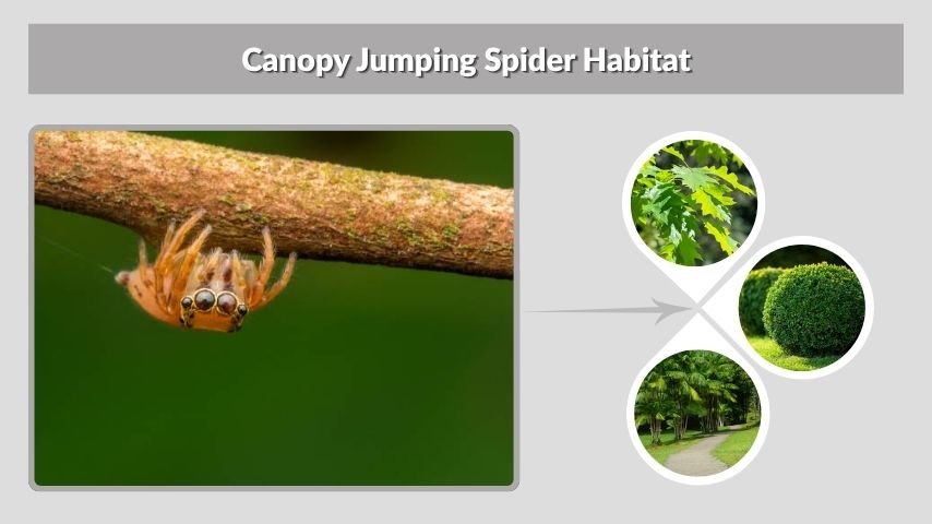 Canopy Jumping Spider Habitat