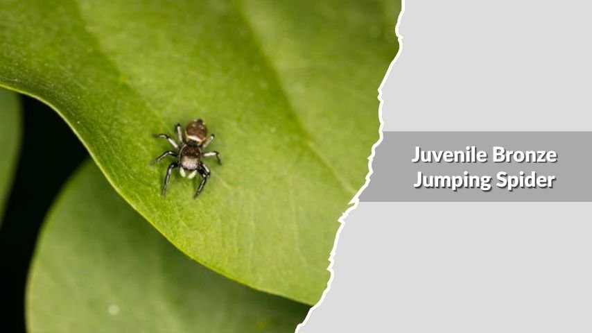 Juvenile Bronze Jumping Spider