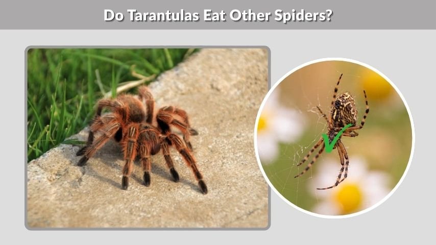 Do Tarantulas Eat Other Spiders?