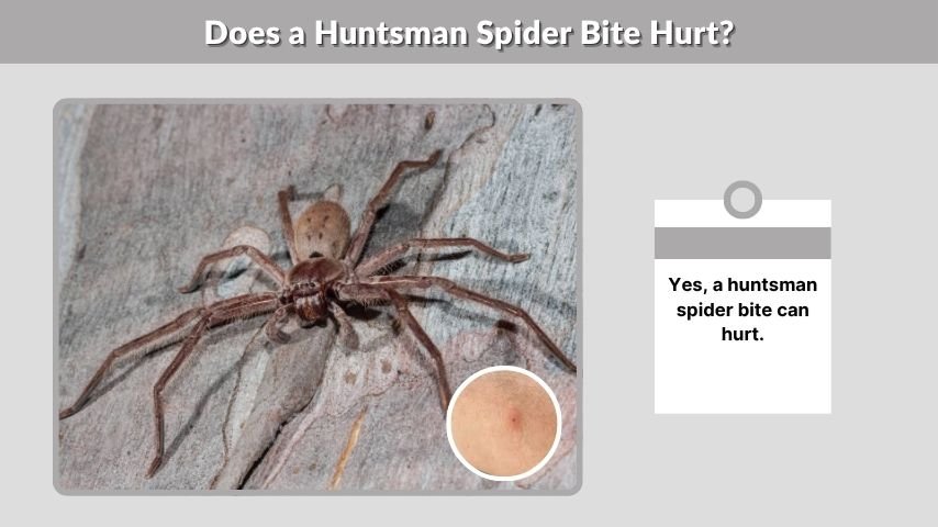 Does a Huntsman Spider Bite Hurt?
