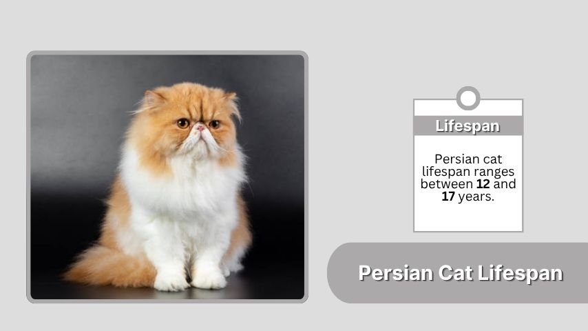 Persian Cat Lifespan