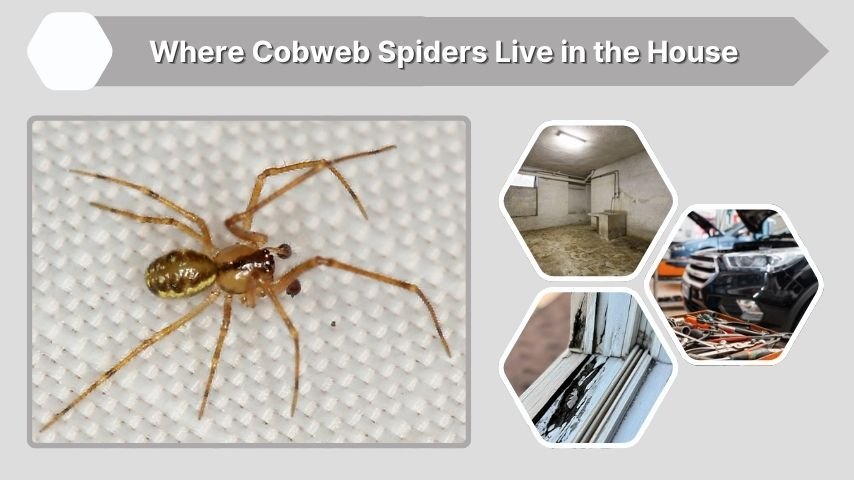 Where Cobweb Spiders Live in the House