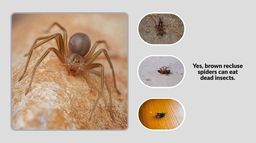 Do Brown Recluse Spiders Eat Dead Insects?
