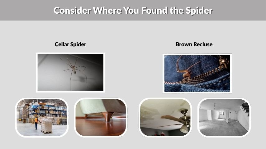 Consider Where You Found the Spider