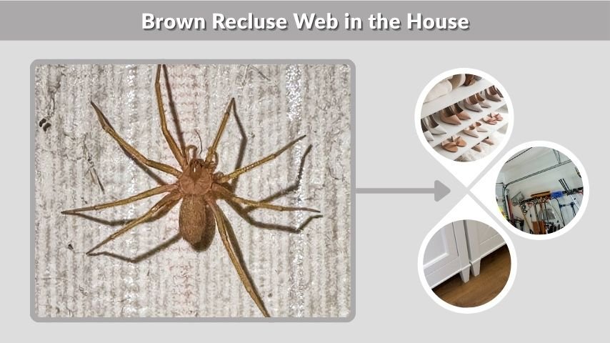 Brown Recluse Web in the House