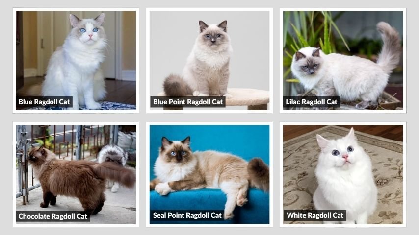 Ragdoll Cat Colors