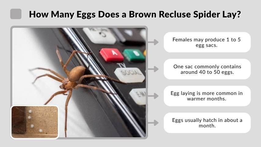 How Many Eggs Does a Brown Recluse Spider Lay?