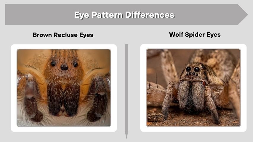 Eye Pattern Differences