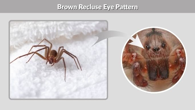 Brown Recluse Eye Pattern