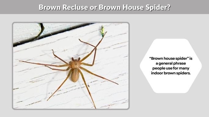 Brown Recluse or Brown House Spider?