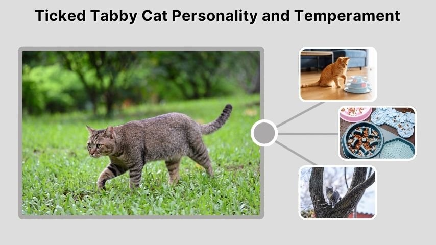 Ticked Tabby Cat Personality and Temperament
