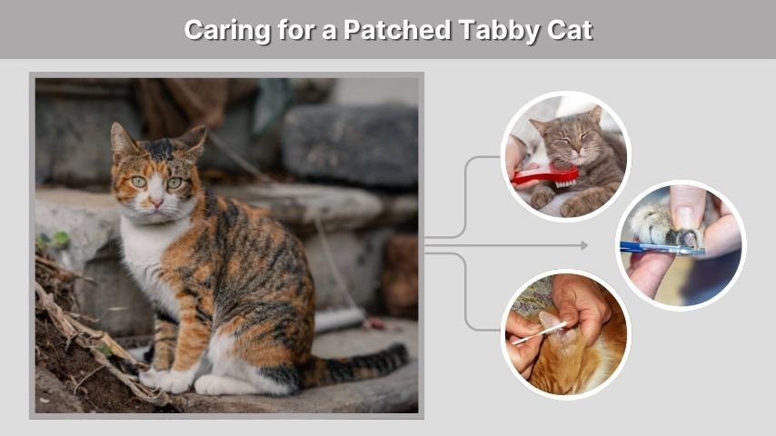 Caring for a Patched Tabby Cat