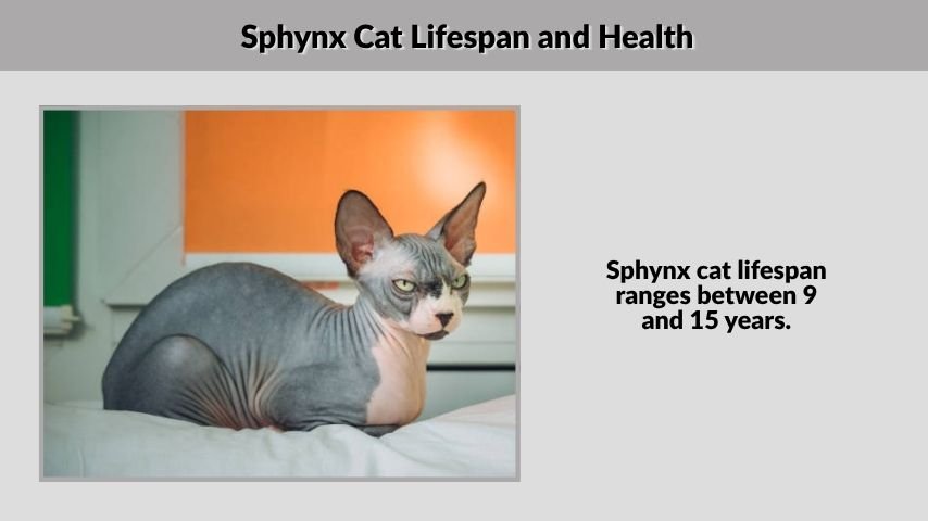 Sphynx Cat Lifespan and Health