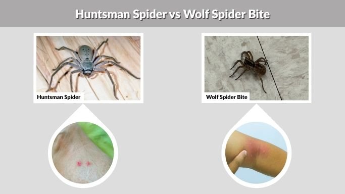 Huntsman Spider vs Wolf Spider Bite