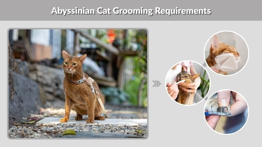 Abyssinian Cat Grooming Requirements