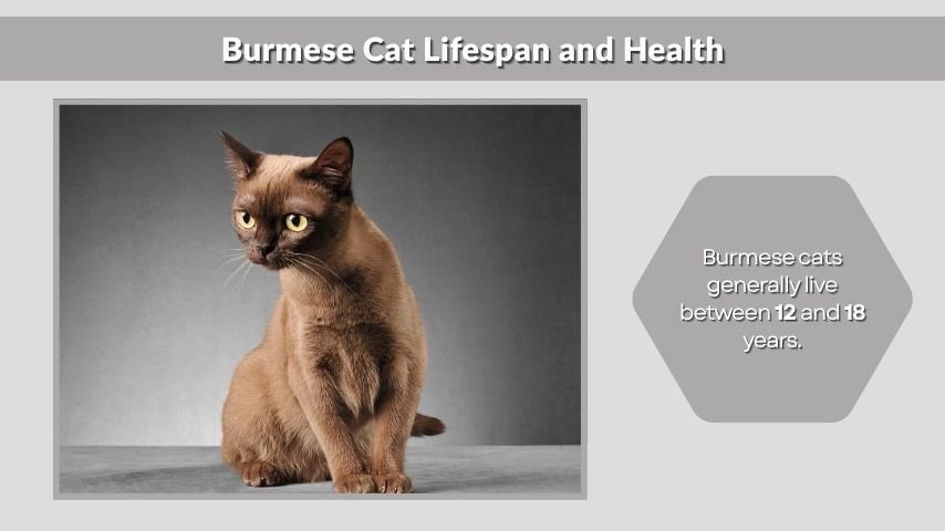 Burmese Cat Lifespan and Health