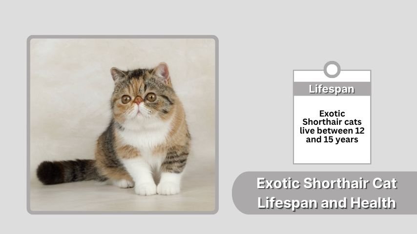 Exotic Shorthair Cat Lifespan and Health