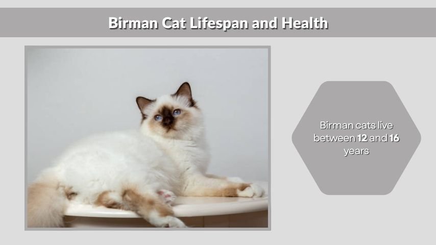 Birman Cat Lifespan and Health