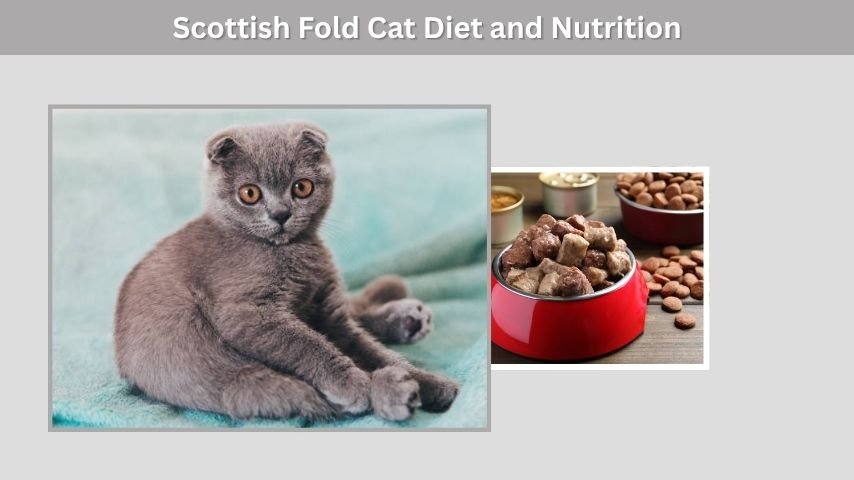 Scottish Fold Cat Diet and Nutrition