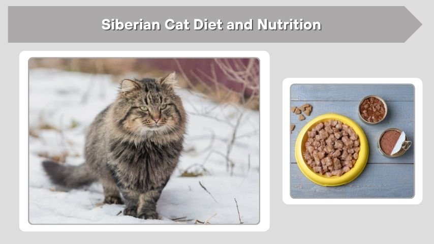 Siberian Cat Diet and Nutrition