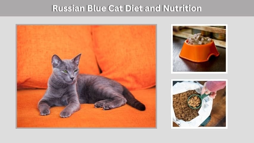 Russian Blue Cat Diet and Nutrition