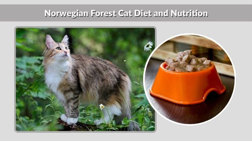 Norwegian Forest Cat Diet and Nutrition