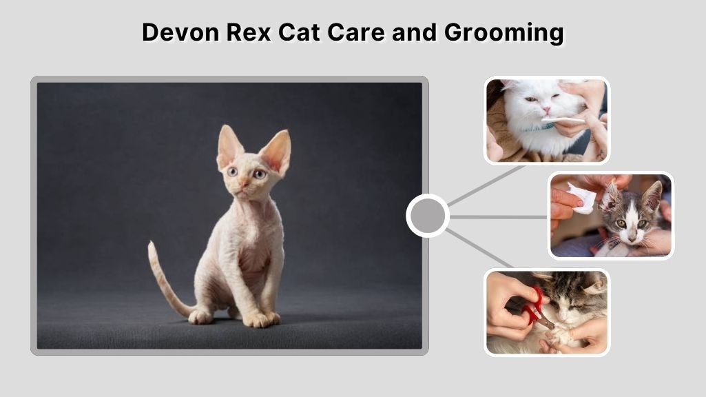 Devon Rex Cat Care and Grooming