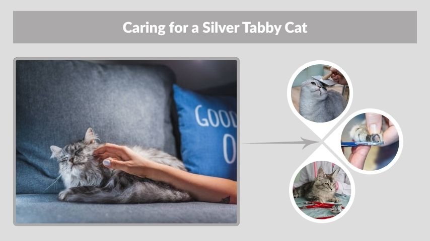 Caring for a Silver Tabby Cat