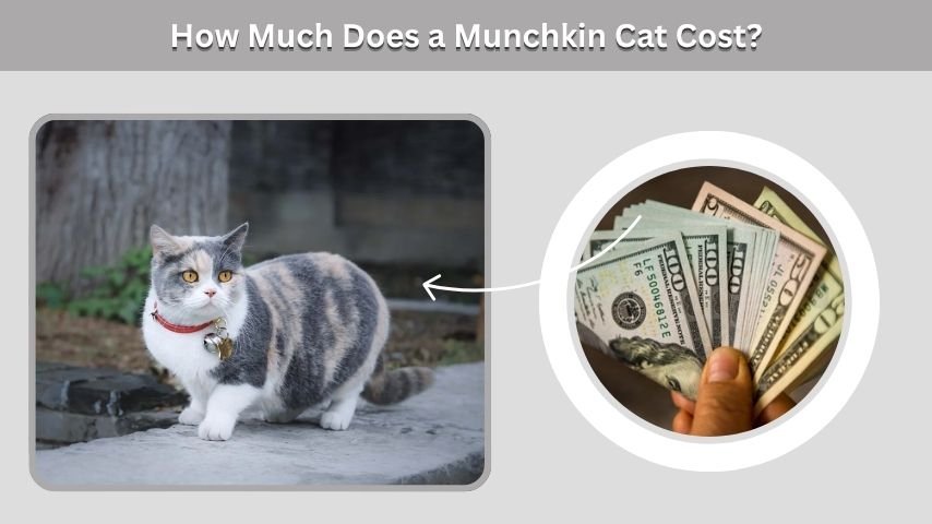 How Much Does a Munchkin Cat Cost?