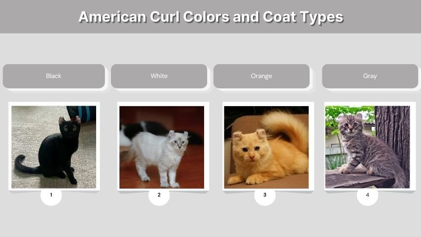 American Curl Colors and Coat Types