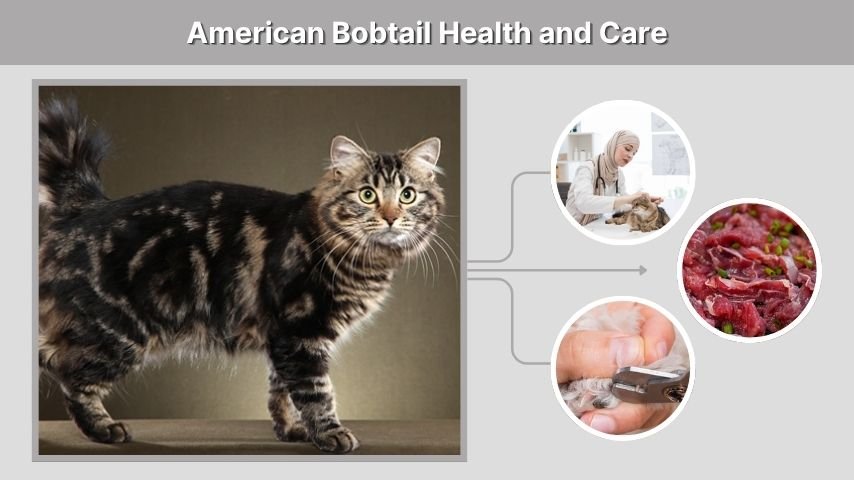 American Bobtail Health and Care