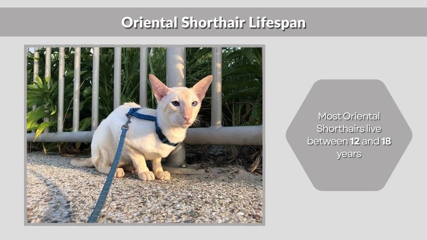 Oriental Shorthair Lifespan