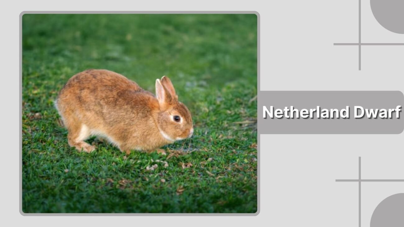 Netherland Dwarf