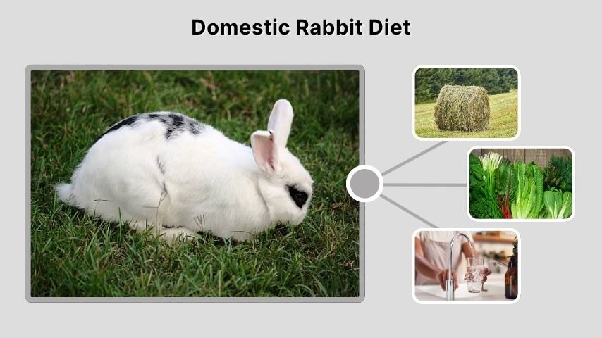 Domestic Rabbit Diet