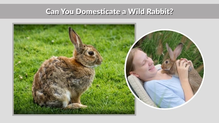 Can You Domesticate a Wild Rabbit?