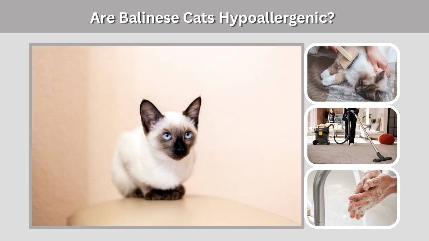 Are Balinese Cats Hypoallergenic?