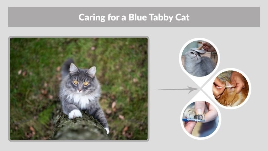 Caring for a Blue Tabby Cat