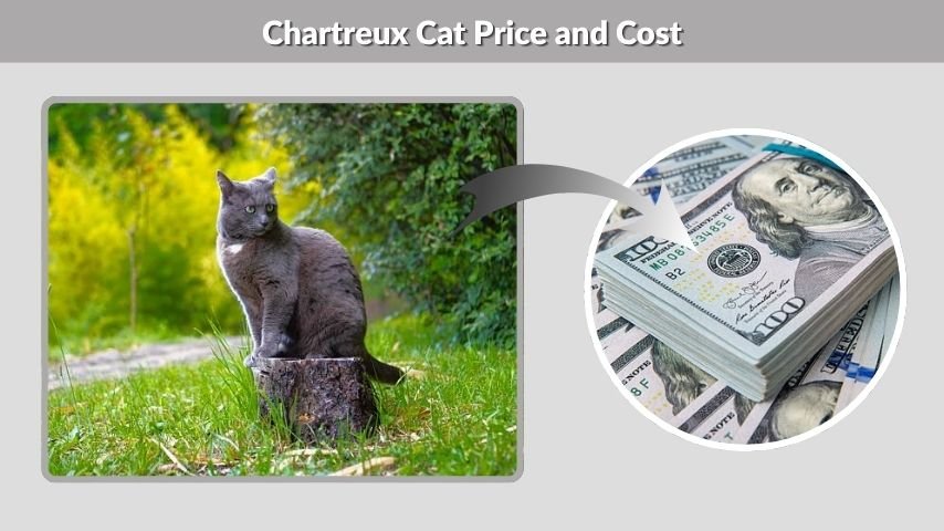 Chartreux Cat Price and Cost