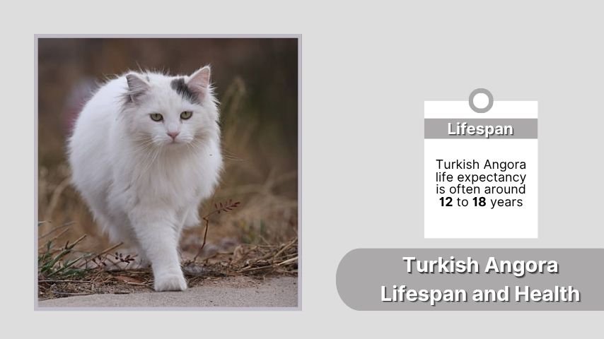 Turkish Angora Lifespan and Health