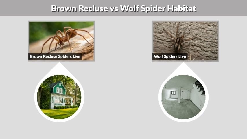 Brown Recluse vs Wolf Spider Habitat