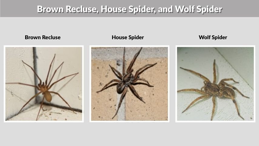 Brown Recluse, House Spider, and Wolf Spider