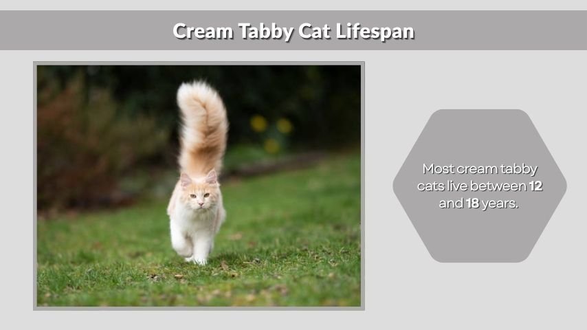 Cream Tabby Cat Lifespan