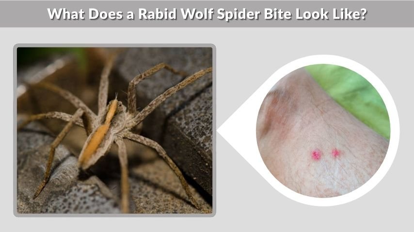 What Does a Rabid Wolf Spider Bite Look Like?